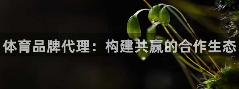 kok中欧体育：体育品牌代理：构建共赢的合作生态
